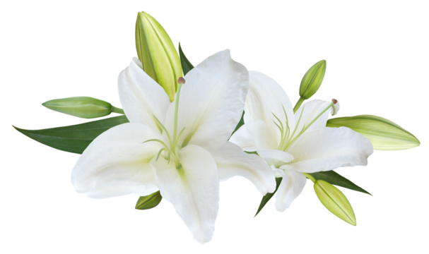 White Lily flower bouquet isolated on transparent background