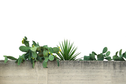 Cactus e fichi d'india sul muro