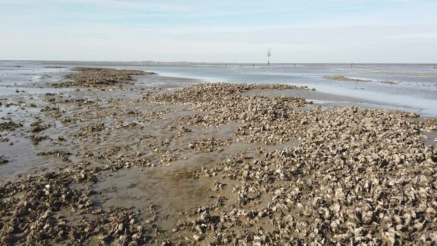 Muschelb&auml;nke und Rettungsbake im Wattenmeer bei Ebbe, Pazifische Auster, magallana gigas, Schwenk