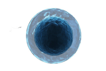 Sperm entering in ovum