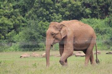 Fototapeta na wymiar elephants in the wild, udawalawa national park, sri lanka