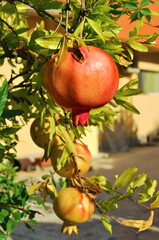 A branch of pomegranate tree with some fruit on it in the garden