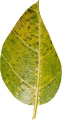 Close up of leaf