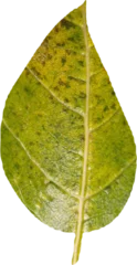 Wandcirkels aluminium Close up of leaf © vectorfusionart