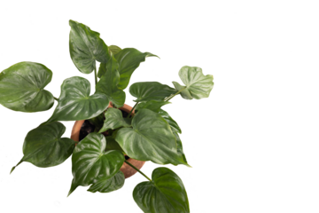 Top view of pot plant isolated on transparency background