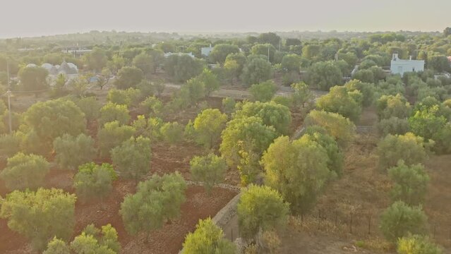 The aerial view of the olive trees plantation in Apulia, Italy displays a vast expanse of lush greenery, with neat rows of olive trees stretching out to the horizon.