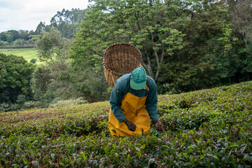 Man works on a tea farm plantation, picking tea leaves and placing in his basket
