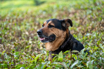 Adorable mixed breed dog sits in a field of tea leaves plants