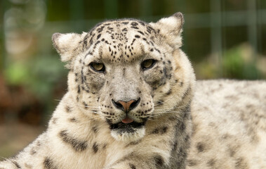 leopard, snow panther, snow leopard, pantera de las nieves, animal, leopardo de las nieves, panthère des neiges, léopard des neiges, panthère, léopard