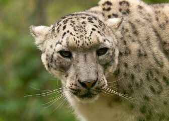 Fototapeta na wymiar snow panther, snow leopard