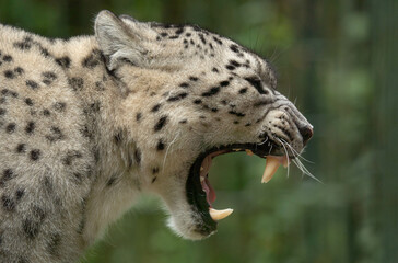 leopard, snow panther, snow leopard, pantera de las nieves, animal, leopardo de las nieves, panthère des neiges, léopard des neiges, panthère, léopard © Daniel