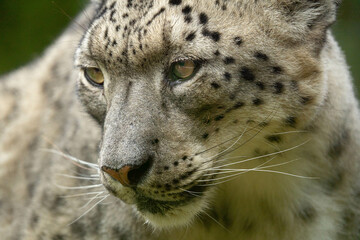leopard, snow panther, snow leopard, pantera de las nieves, animal, leopardo de las nieves, panthère des neiges, léopard des neiges, panthère, léopard © Daniel