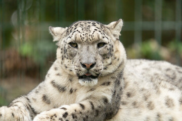 snow panther, snow leopard 
