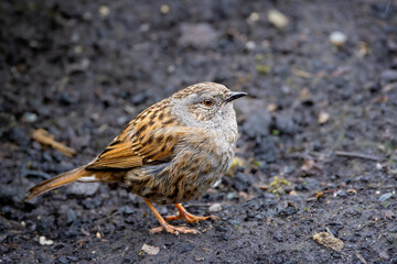 Close up of a small Dunnock on the ground