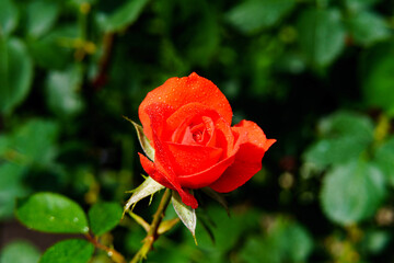 A blooming rose on a green background.