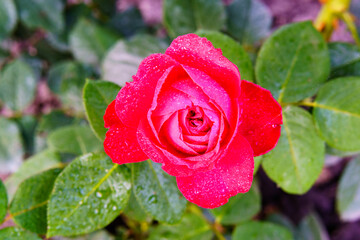 A blooming rose on a green background.