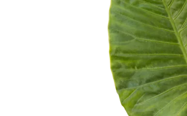 Gordijnen Patterned leaf  © vectorfusionart