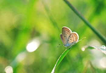 butterfly on a green grass