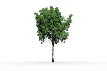 Tree with green leaves growing