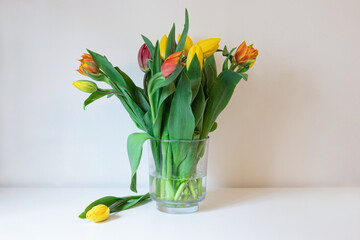 wiosenne kwiaty żółte i czerwone tulipany w szklanym wazonie z wodą, białe tło i blat - obrazy, fototapety, plakaty