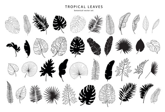 Set of tropical leaves silhouettes and line art elements. Vector illustration.