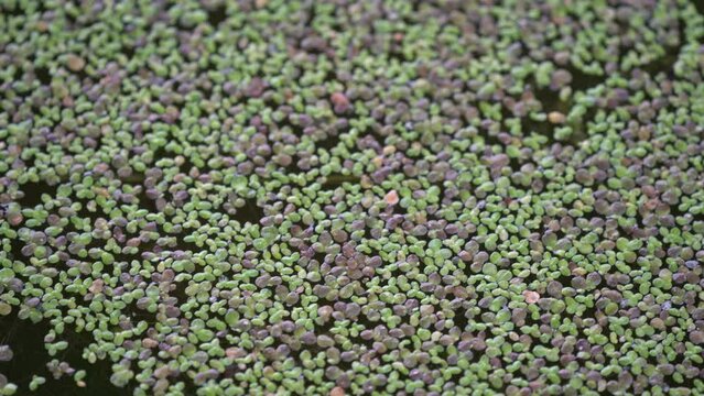 Wolffia arrhiza common names spotless watermeal and rootless duckweed on stagant water growing 4k