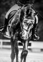 A black and white portrait of a dappled gray horse with a rider in the saddle. Riding a horse. Equestrian sports and active classes.