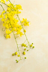 beautiful cassia flower on beige background with copy space