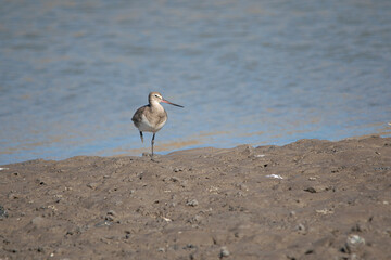 bar-taild godwit bird in the lake