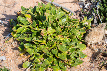 Beta vulgaris subsp. maritima, bietola selvatica