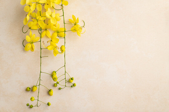 Kani Konna poov image, beautiful cassia flower on beige background with copy space for text