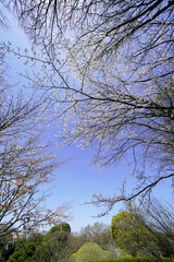 Fototapeta premium 青空に映える満開の桜と高松塚古墳