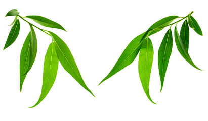 Lovely spring willow foliage. Young branches with green leaves. Isolated. Nature is waking up. Greenery for decoration.