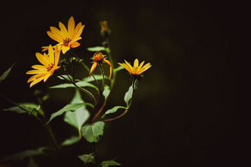 Beautiful yellow wild flowers of Jerusalem artichoke bloom on a long stem with green leaves in the twilight of a summer evening. Nature.