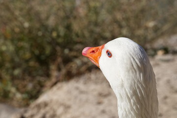 Beautiful goose on the bank of the Segura river as it passes through the center of Murcia