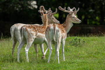 Naklejka na ściany i meble fallow deer, Dama Dama, in the wild.