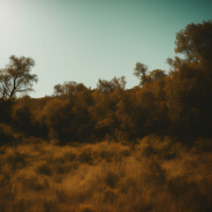 Obraz premium Beautiful woods landscape, in a nature background 