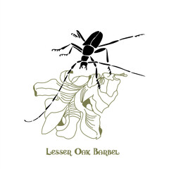 Drawing of a lesser oak barbel on an oak leaf. Vector forest beetle logo