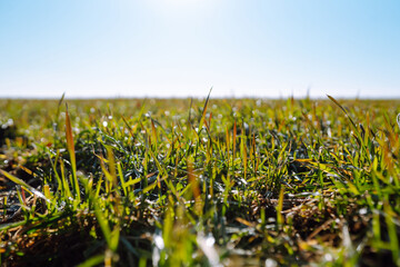 Green wheat sprouts growing in the field. Organic farming. The concept of ecologists, gardening.