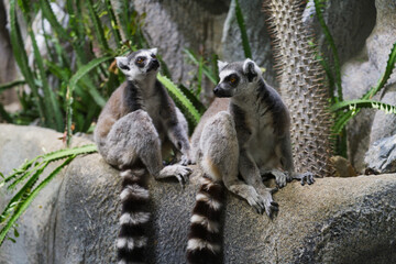 A pair of lemurs from Madagascar sitting together
