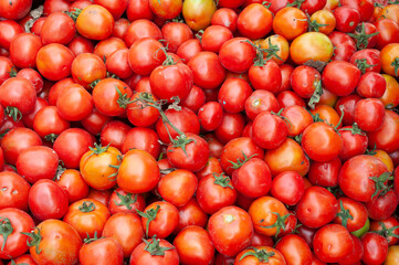 Sun-ripened delicious red tomatoes freshly picked from the garden. Variant: early girl tomatoes, Full of organic vegetables It can be used as background. vibrant red colored tomatoes (selective focus)