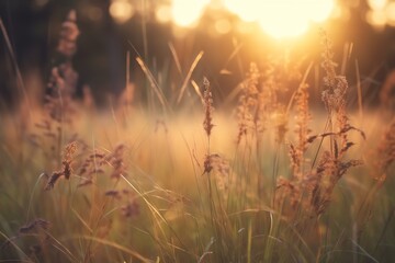 Grass flower in meadow at sunset, vintage color tone.