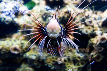 Red lionfish (Pterois volitans) most dangerous fish in the sea poisonous danger