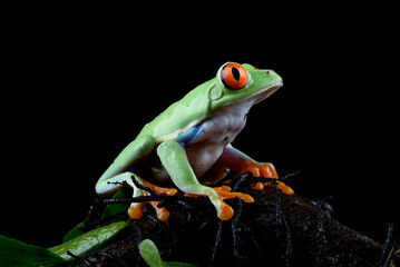 A green frog with red eyes sits on a branch.