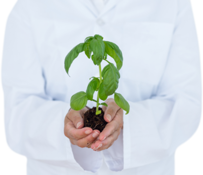 Scientist holding basil plant - Powered by Adobe
