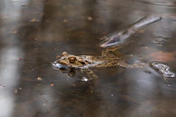 toad in the water