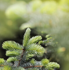 Pine seasonal banner in sunny day spring and summer in the morning. forest. Walking, tourism,...