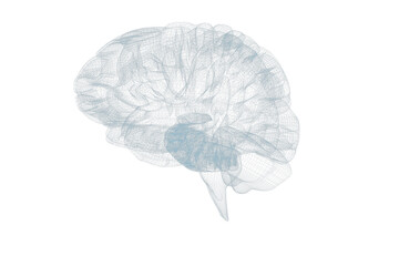 3d image of human brain
