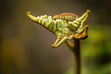 Original open form of birth of a fern leaf in the forest. Selective focus.