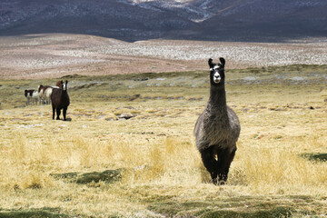 Obraz premium Alpaca , Llama in Peru altiplano. Aguada Blanca - Aguadablanca, Wild animals 